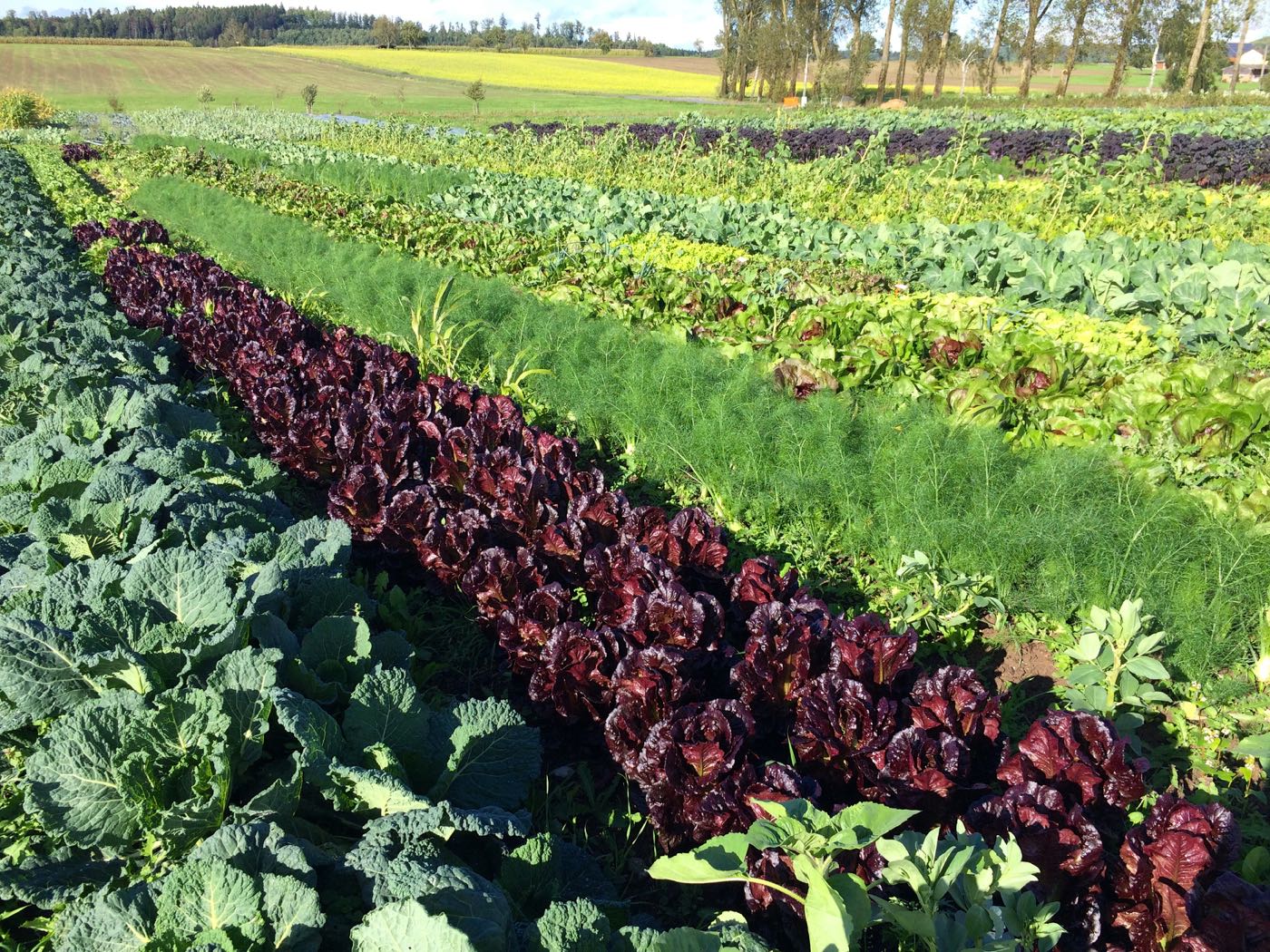 5. Marktgarten und Mikrofarming Konferenz 2022  