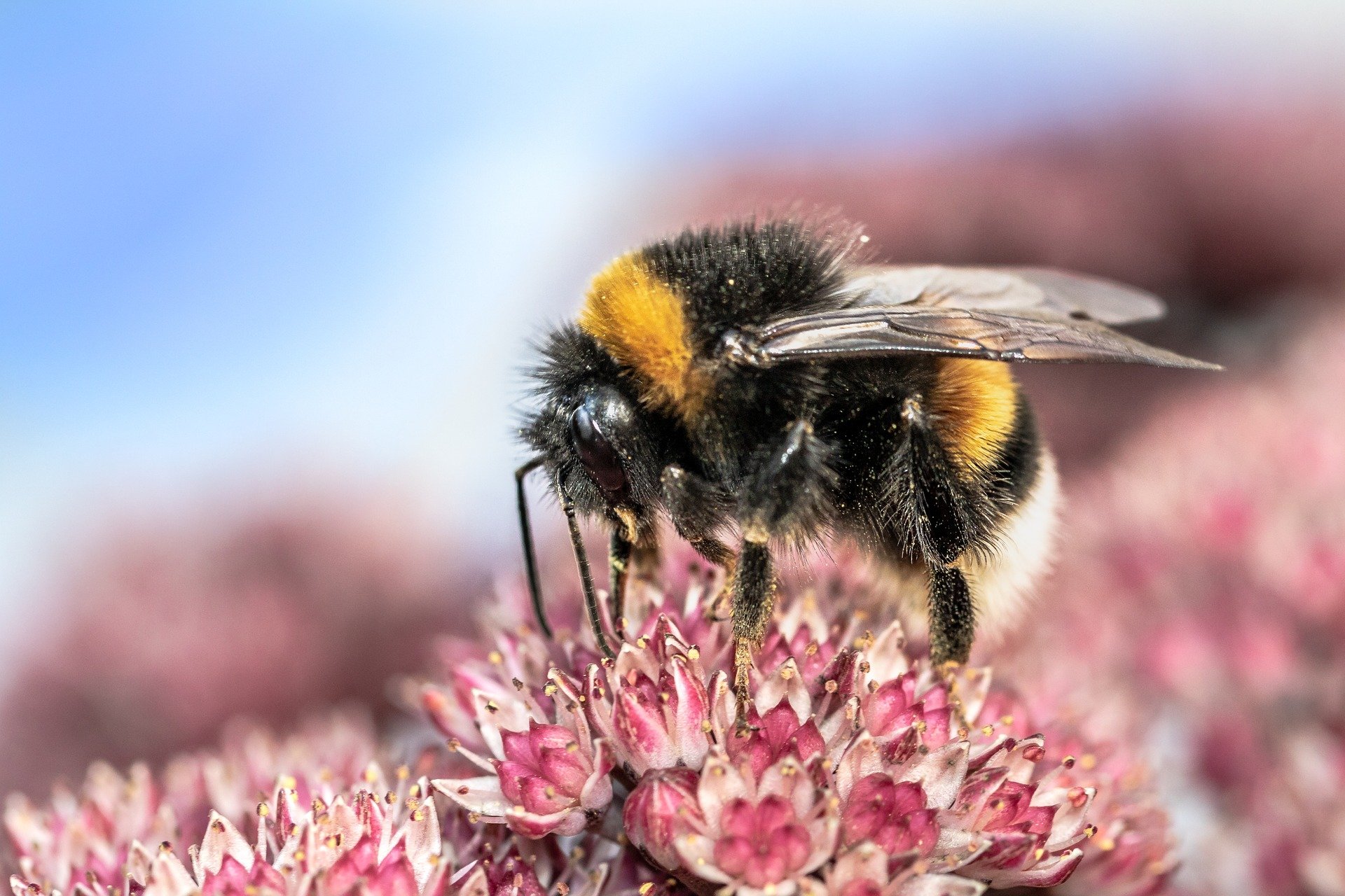 Insektensterben und Landwirtschaft: Was sind die Fakten?