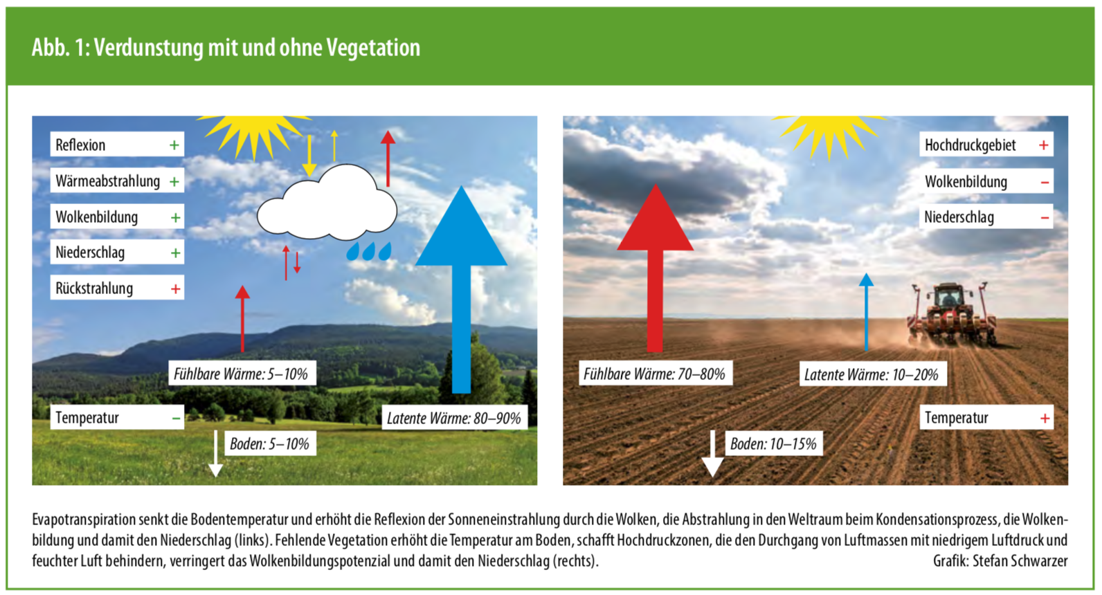 Artikel: Bedeckt die Böden! in der aktuellen Ausgabe von Ökologie & Landbau