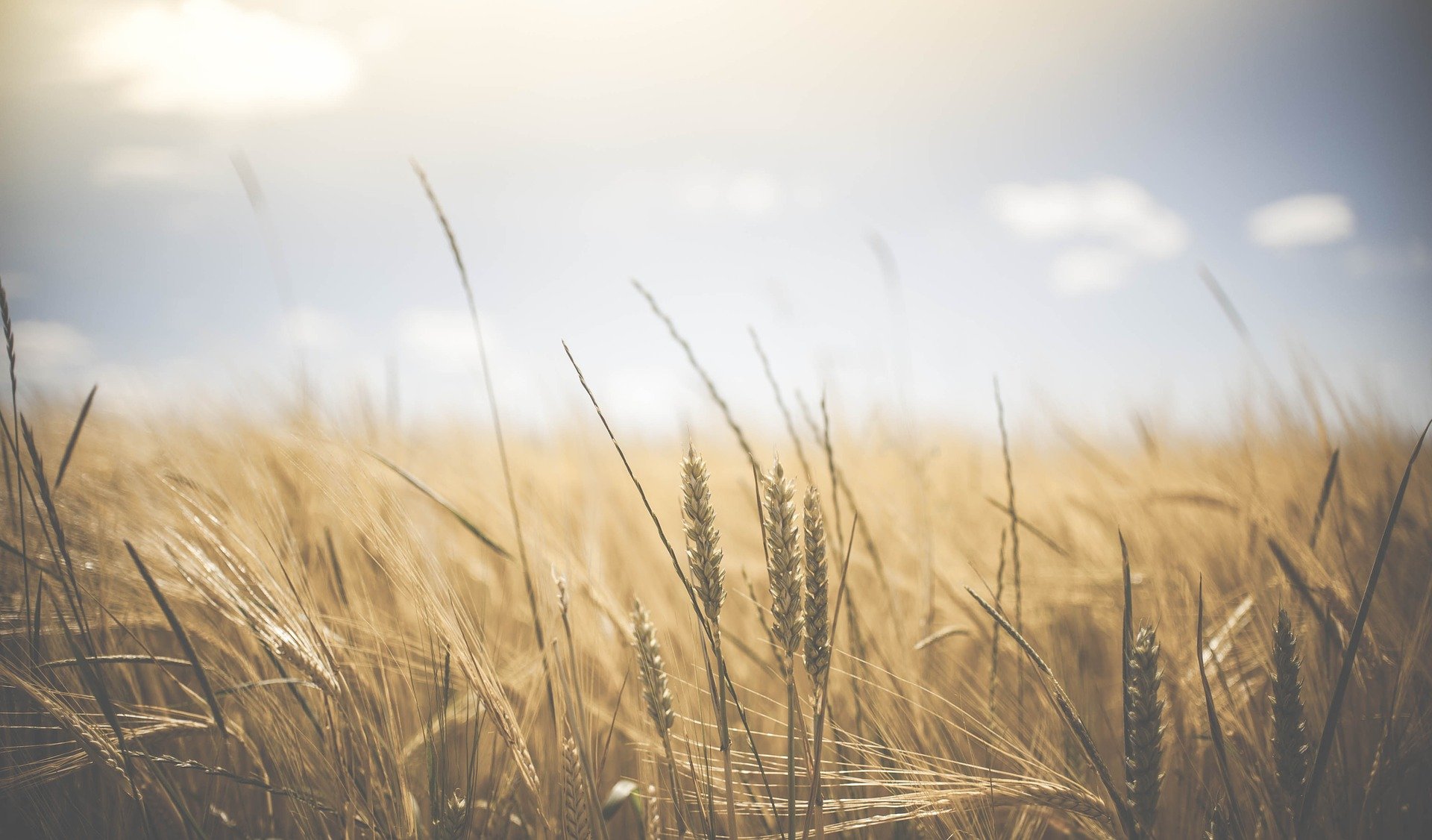 Abgewendete Hungersnot in Dänemark durch Ernährungsumstellung