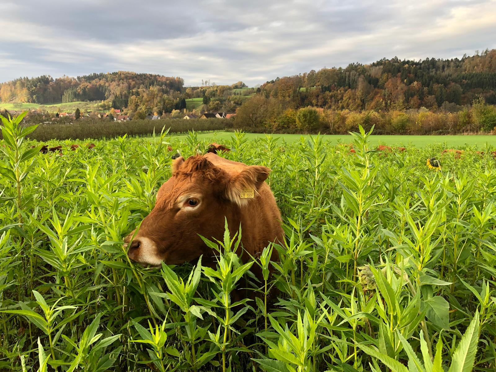 Rinder sind Leittiere der Biodiversität