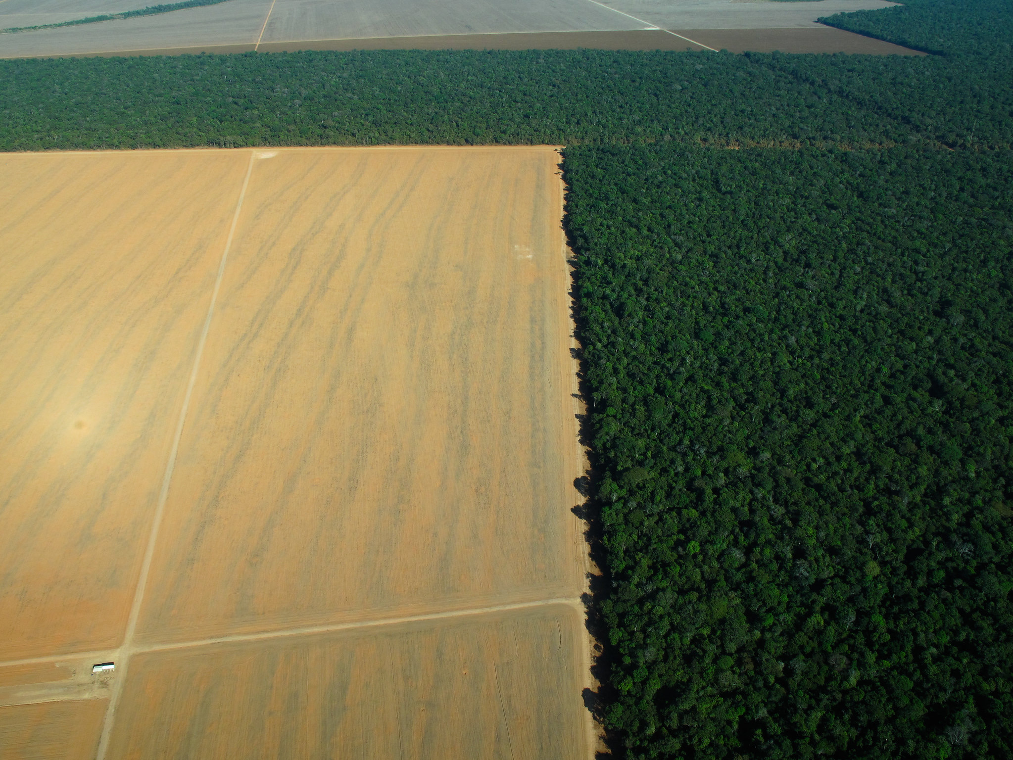 Wie die Abholzung des Amazonas-Regenwaldes das regionale Klima verändert