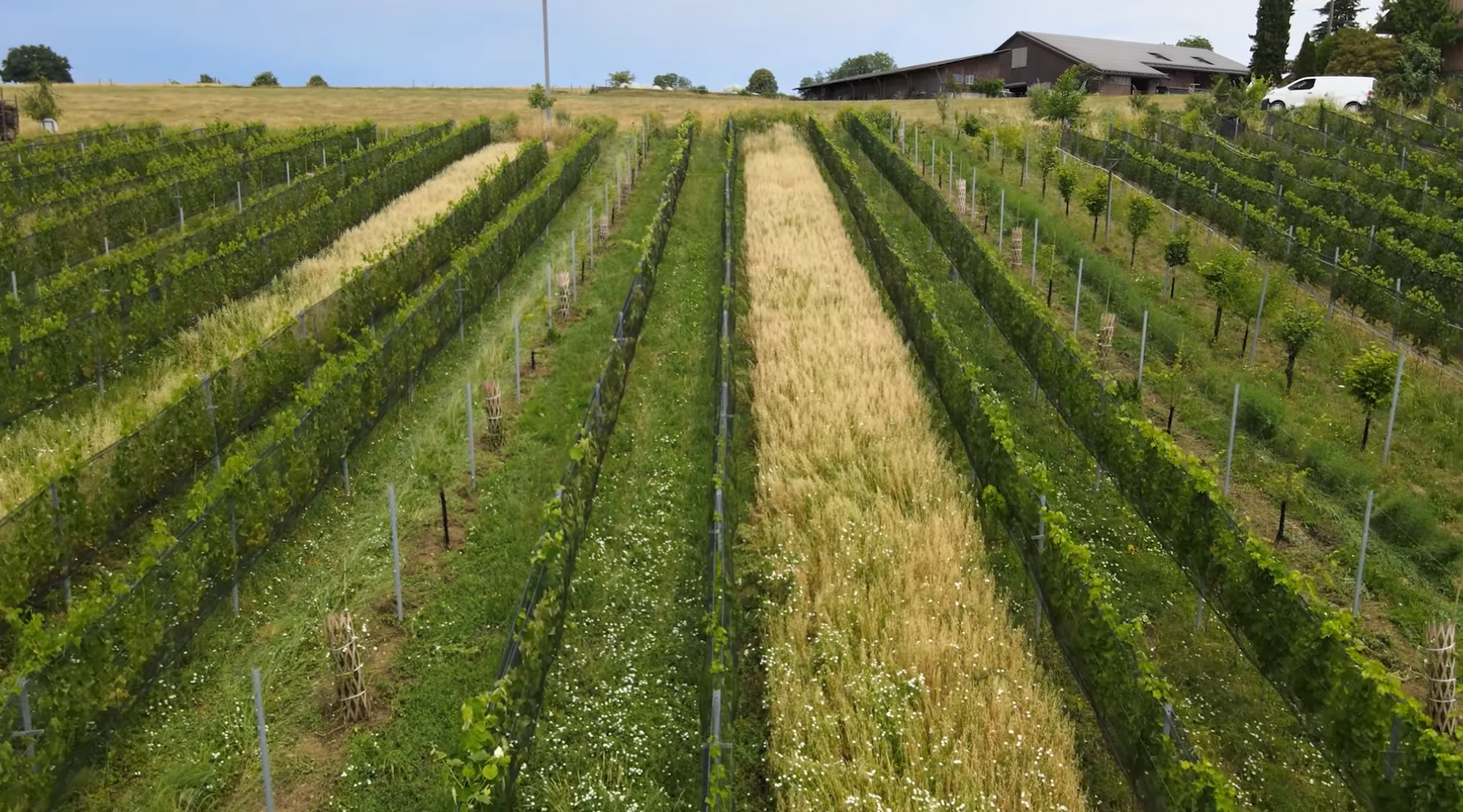 Mehr als nur Wein: Wie Mischkulturen den Weinbau krisenfest machen können