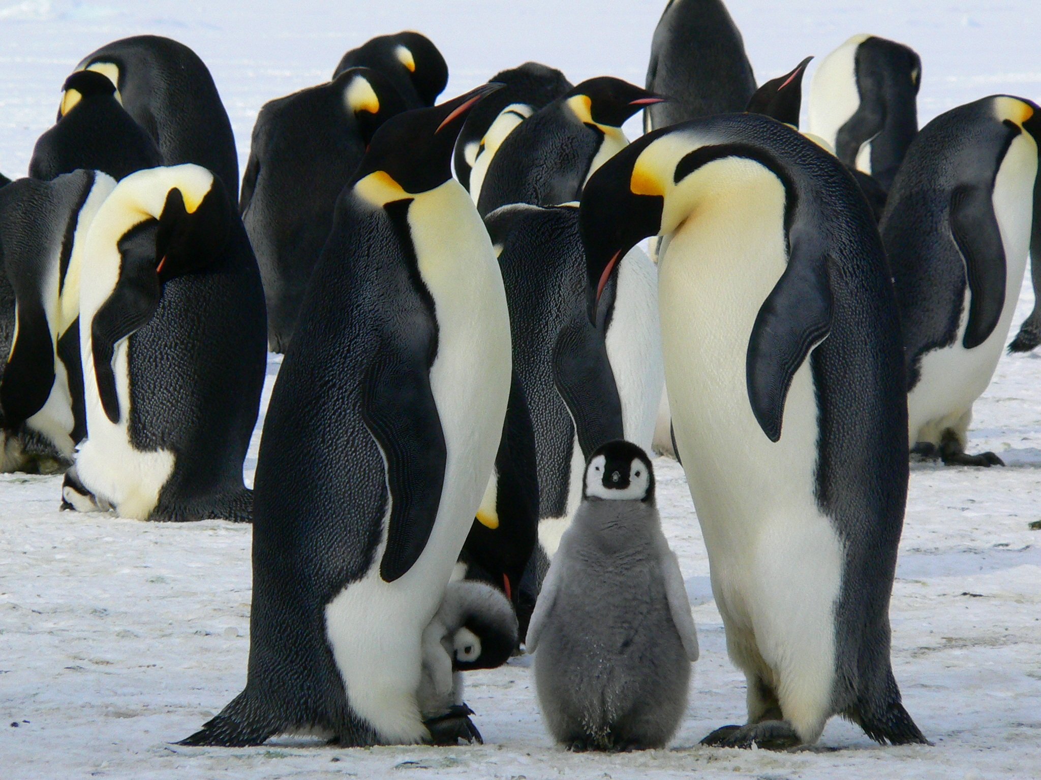 Wie Pinguine die Antarktis kühlen