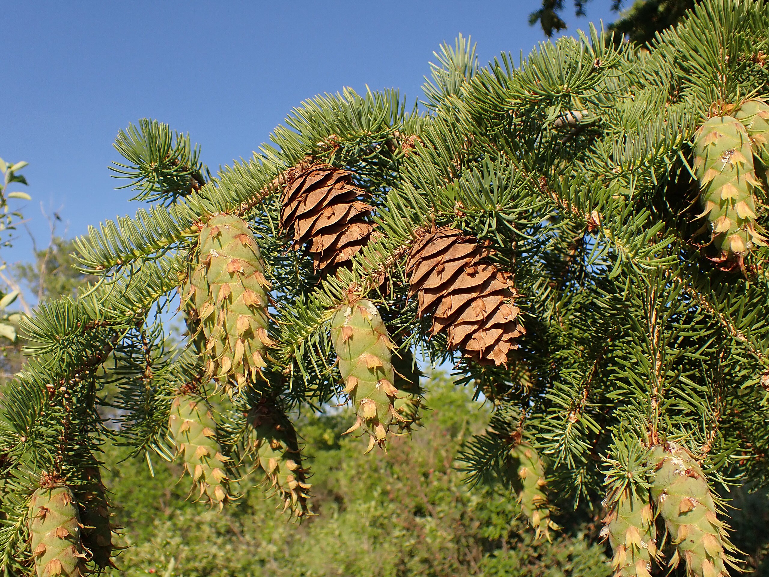 Die Douglasie im Klimawandel – eine Neubewertung der Klimasensitivität ist notwendig