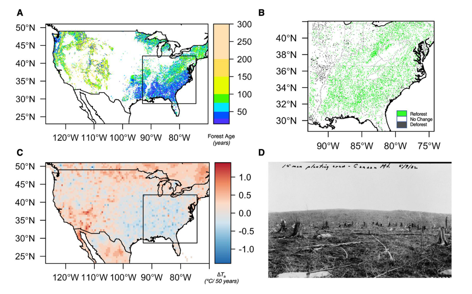 Wiederaufforstung in den USA kühlt eine ganze Region