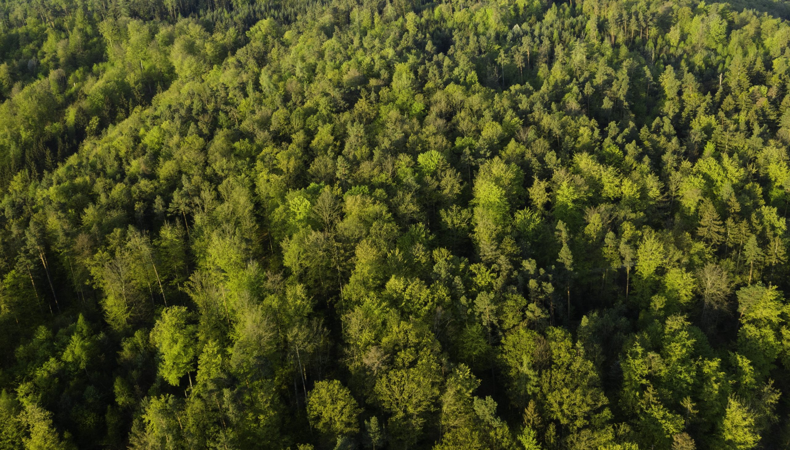Mehr Wald, weniger Hitze: Aufforstung mildert den Klimawandel in Europa