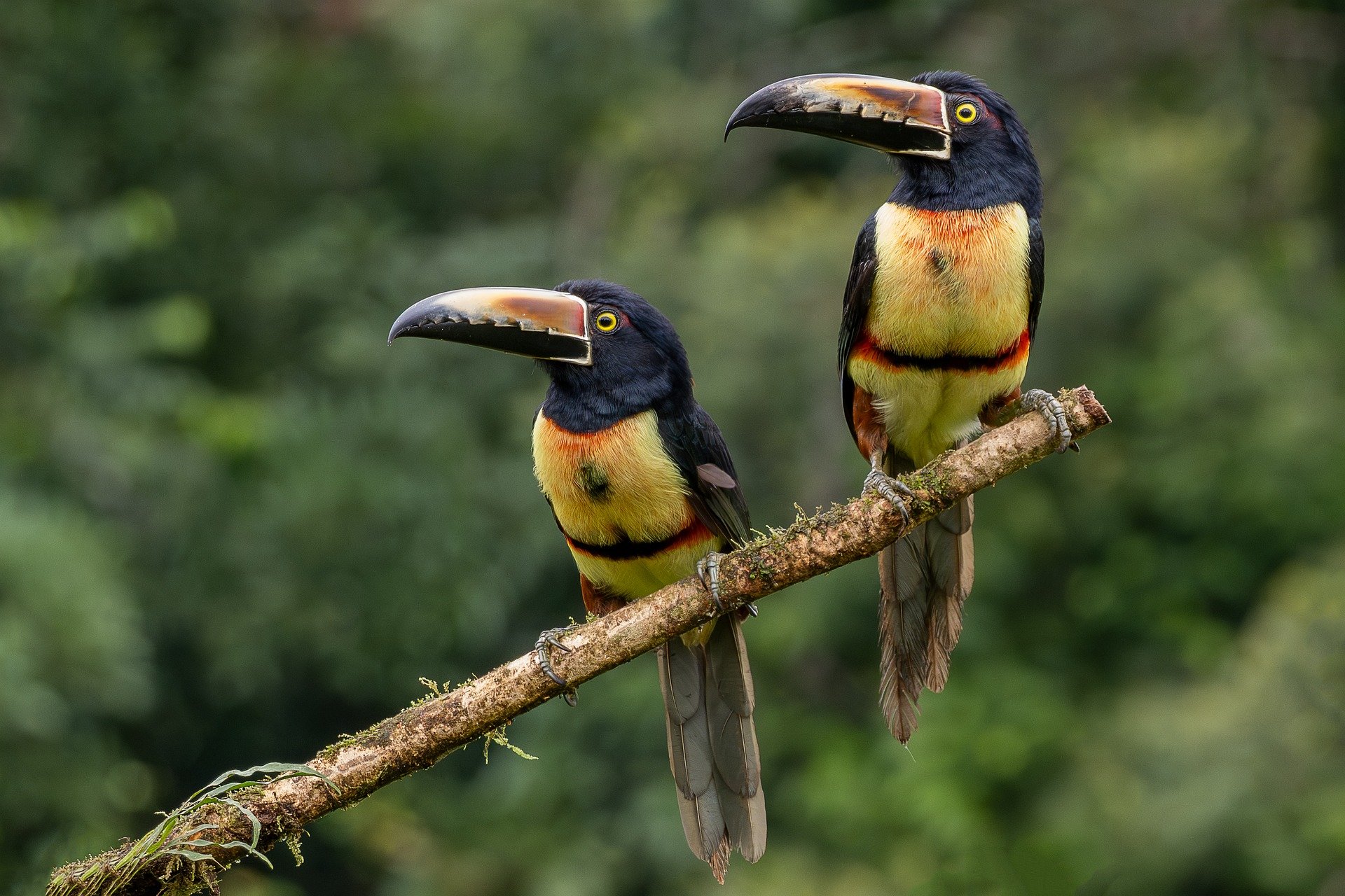 Indigene Schutzgebiete können vor Seuchen bewahren