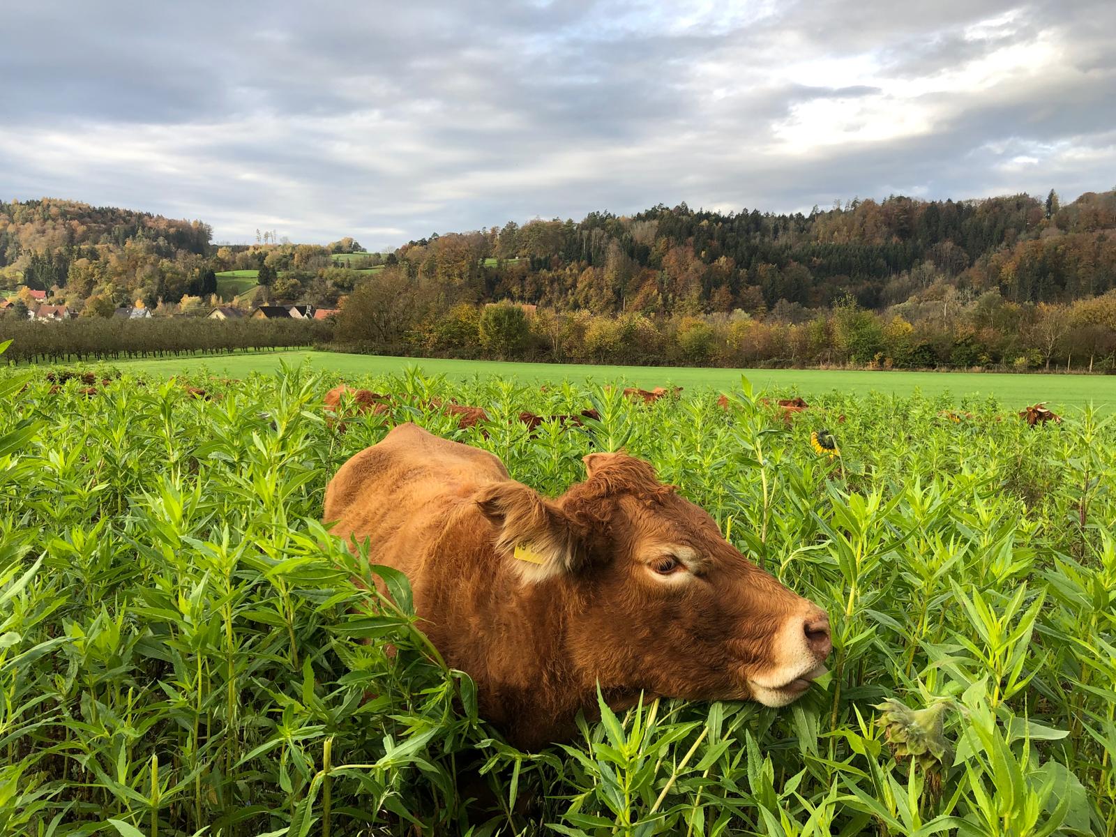 Vortrag „Funktionierende Böden, stabile Erträge – Chancen durch regenerative Methoden“, 11.11.2025 im Biosphärenzentrum Schwäbische Alb, Münsingen