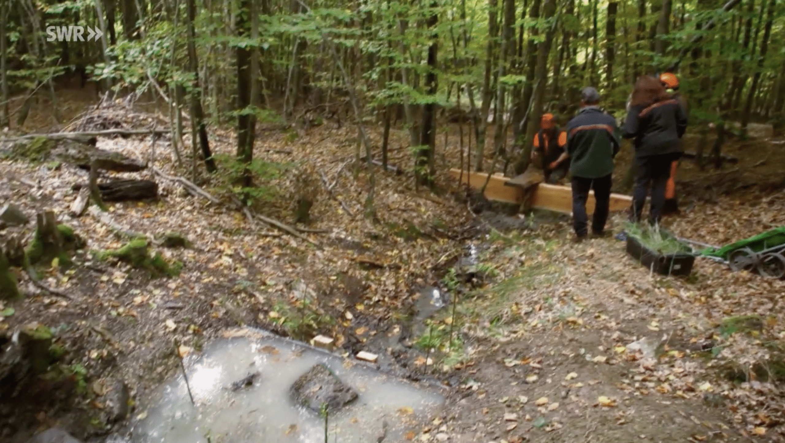 Försterin will Wasser im Wald halten